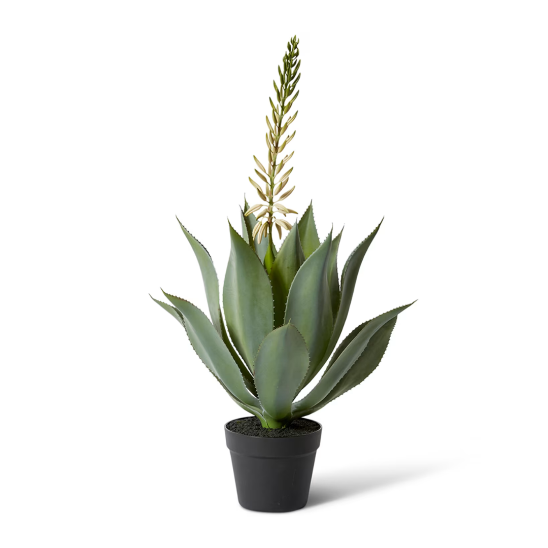 Potted aloe plant on a white background