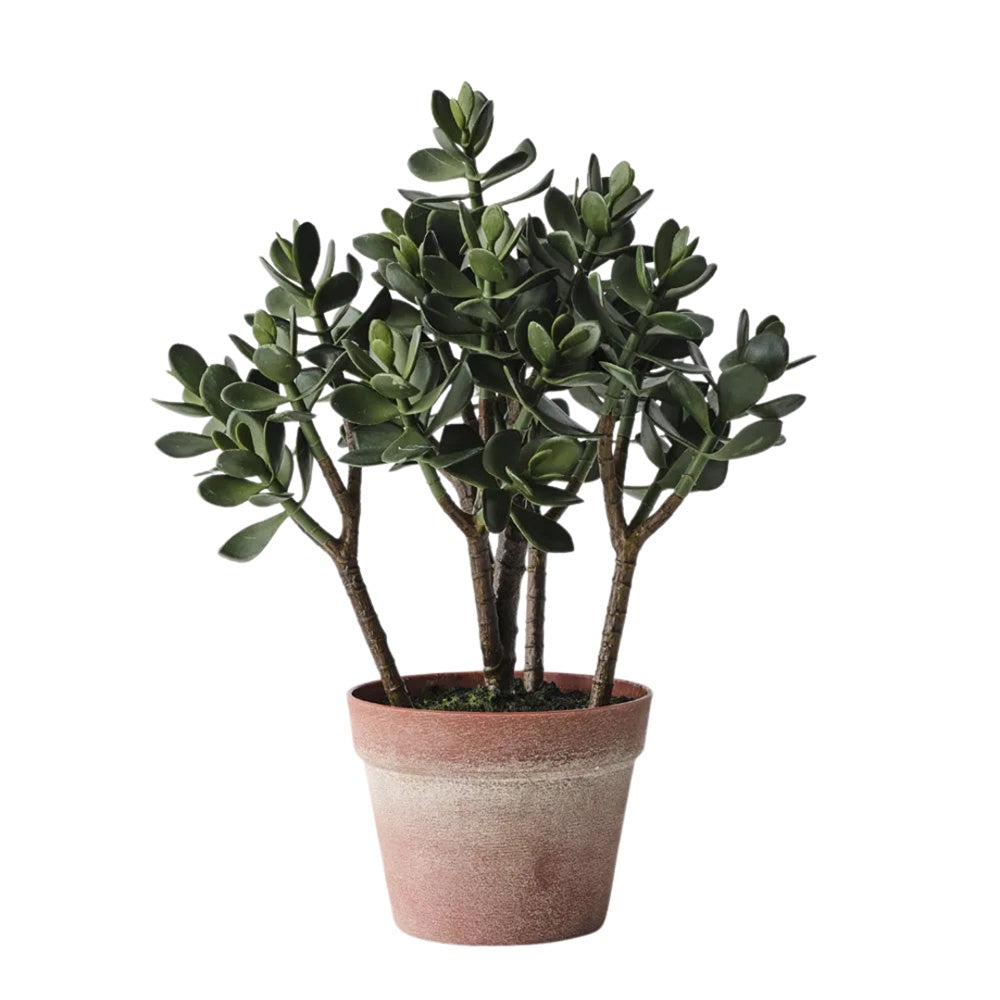 Potted Jade Plant