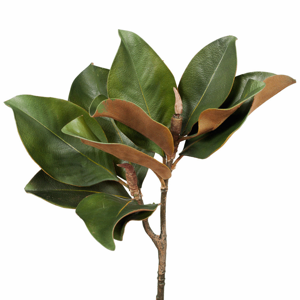 Magnolia Foliage