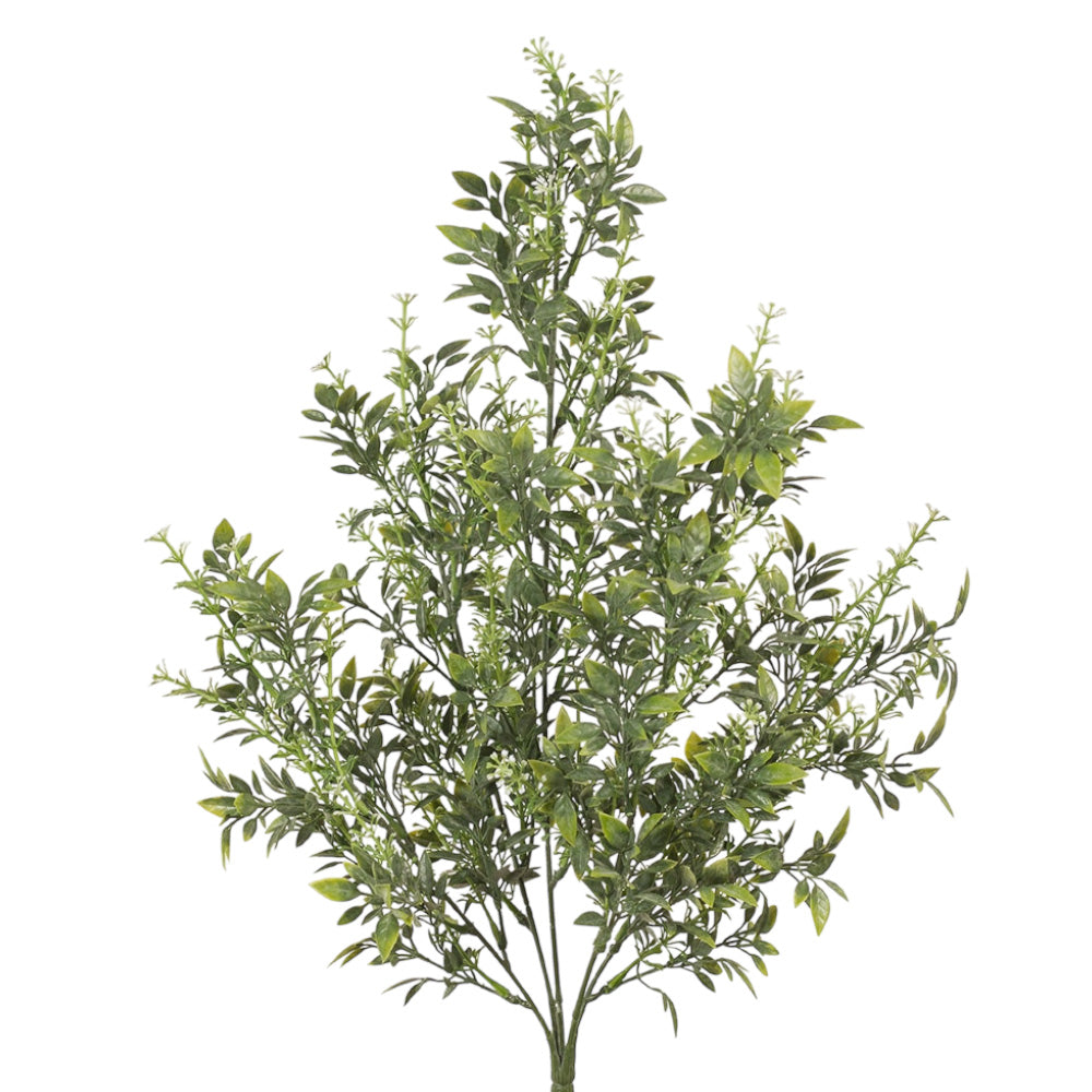Tea Leaf Bush