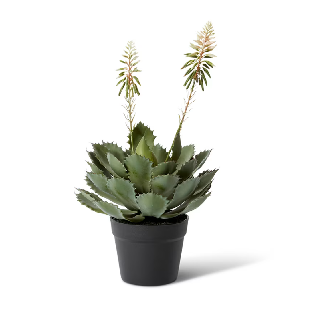 Flowering Cactus