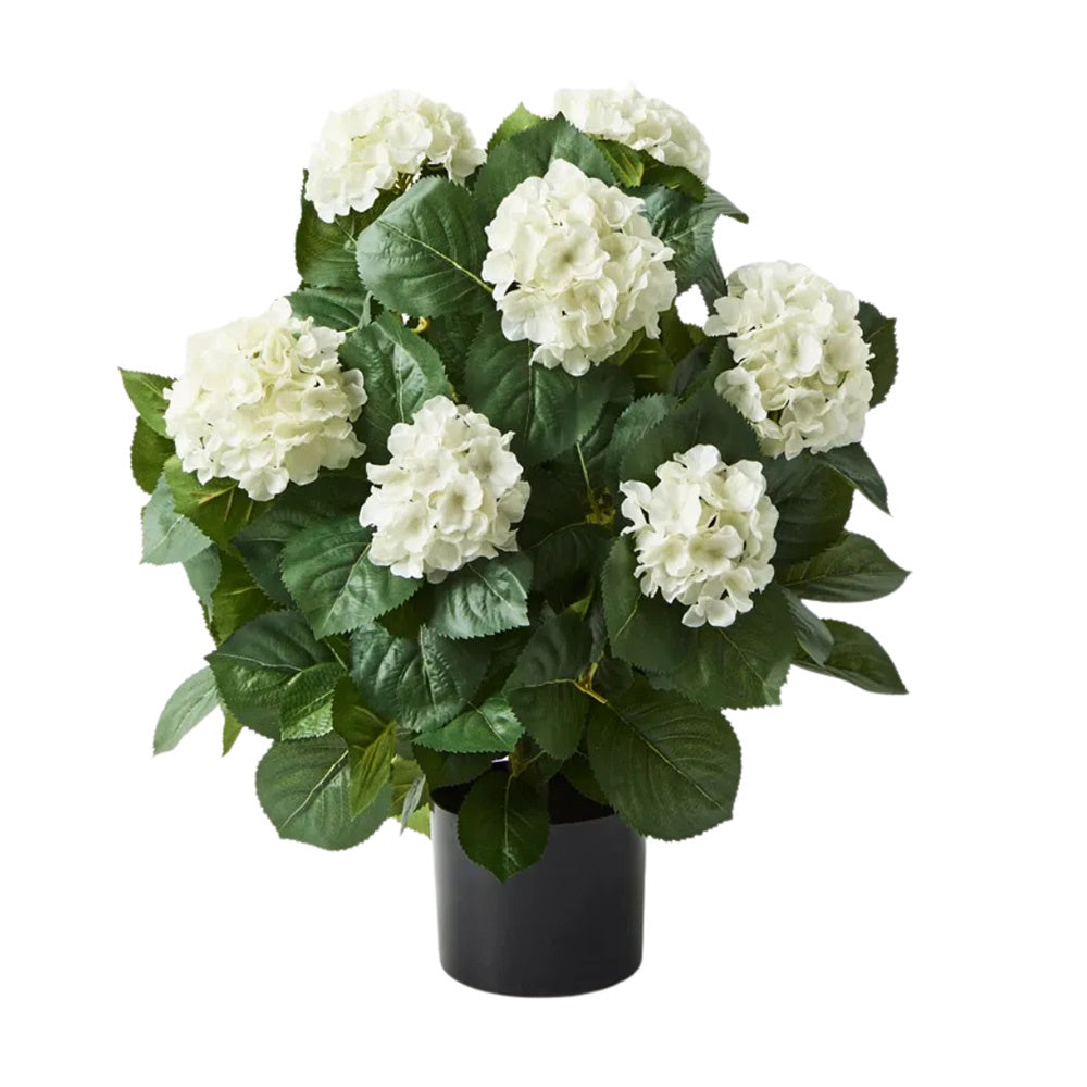 Potted White Hydrangea