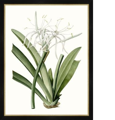 Green botanical print in a black rustic frame with gold detail