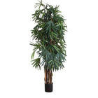 Raphis Palm Tree