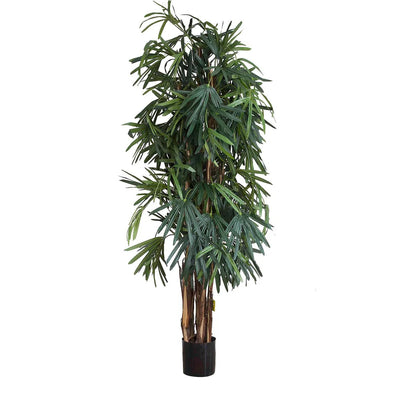 Arrangement - Raphis Palm Tree