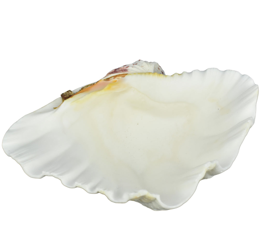 Hippopus Clam Half