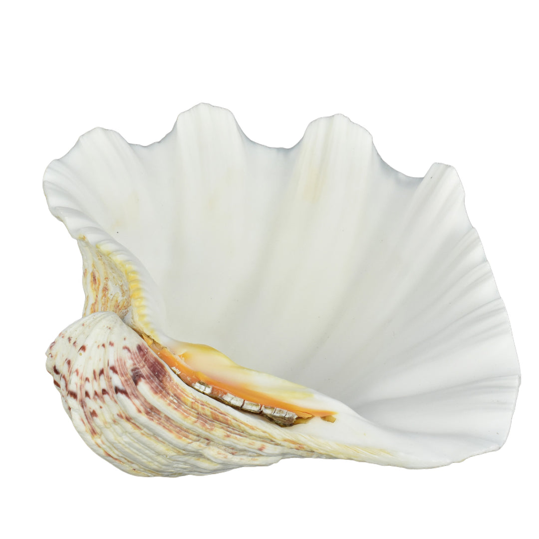 Hippopus Clam Half