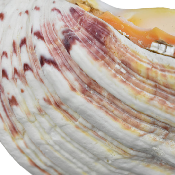 Hippopus Clam Half