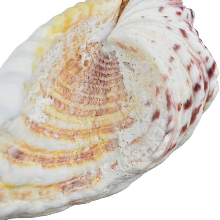 Hippopus Clam Half