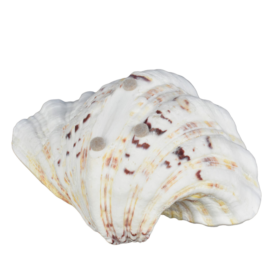 Hippopus Clam Half