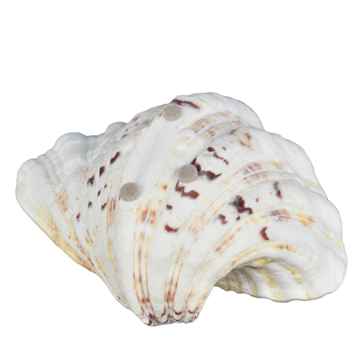 Hippopus Clam Half
