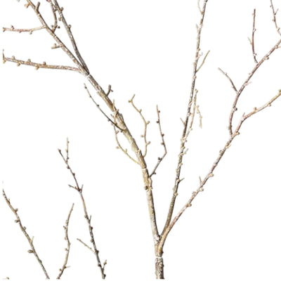 Twig Spray