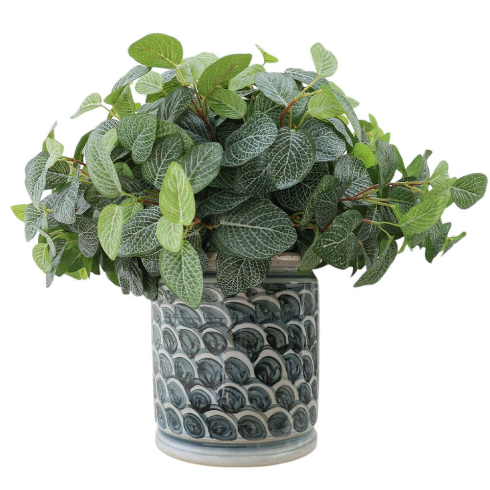 Fittonia in Navy Fish Scale Pot