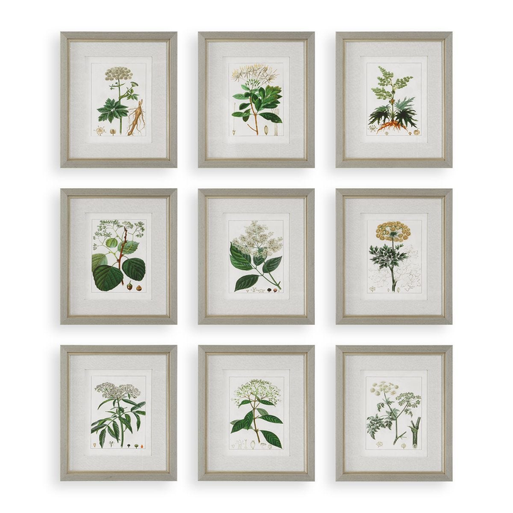 Antique Botanicals Prints Set of 9