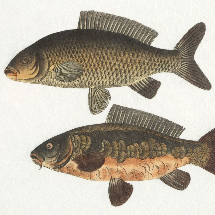 The Catch Prints Set of 2