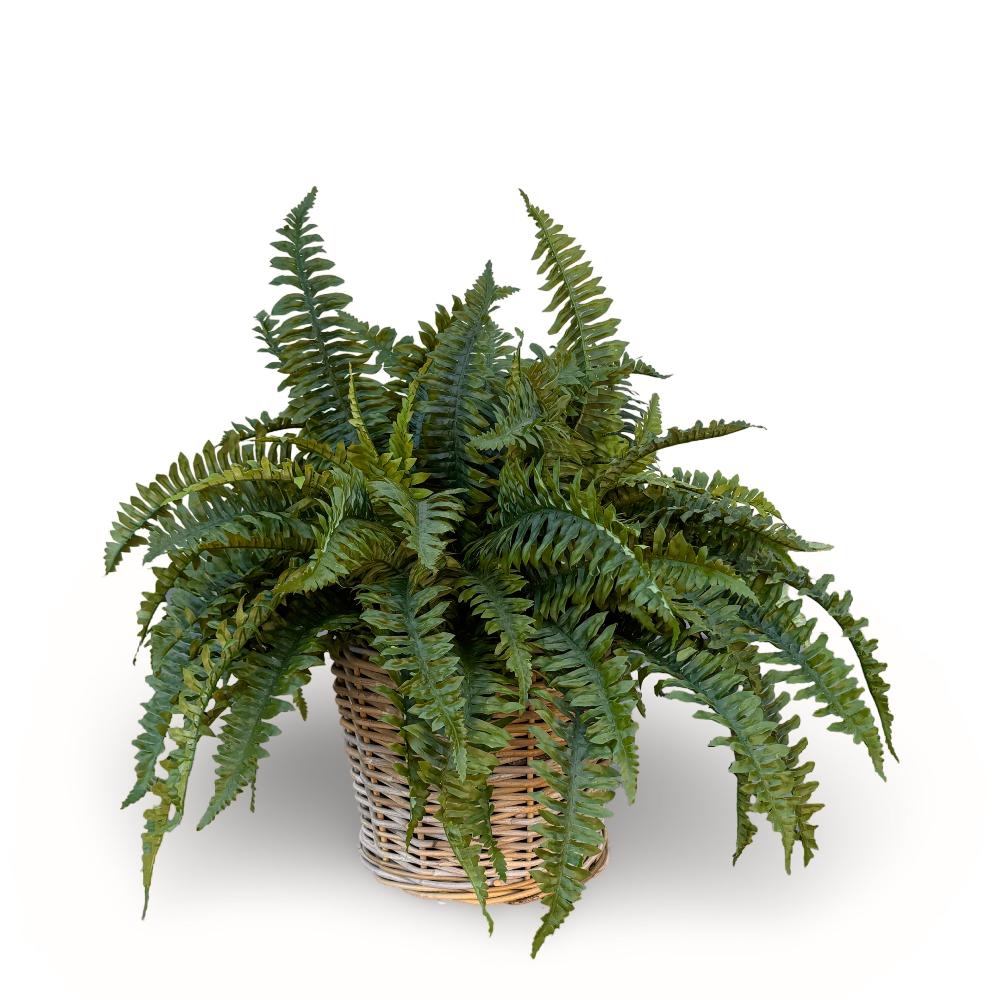 Everlasting Boston ferns designed into a woven cane basket