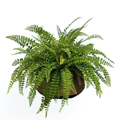 Faux Faux Jewel ferns in brushed hammered metal bowl