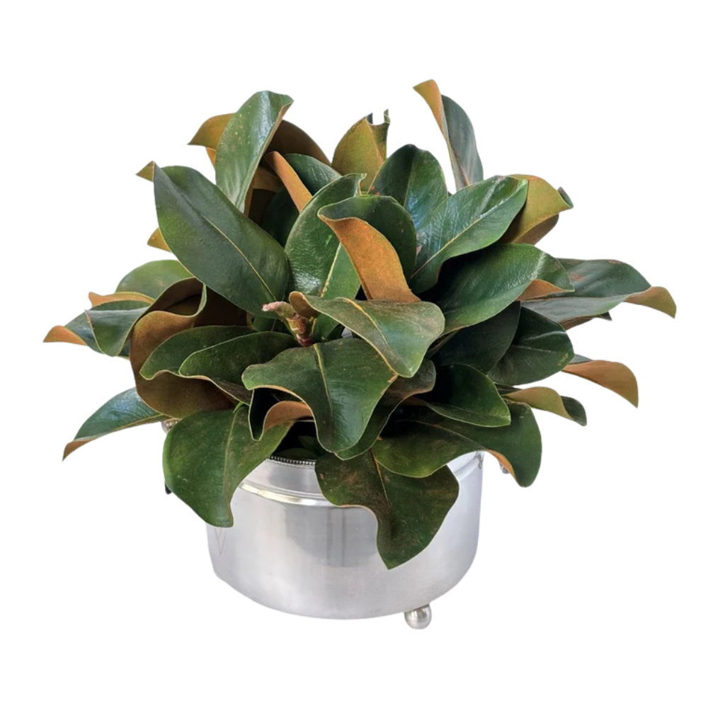 Magnolia Foliage In Silver Pot