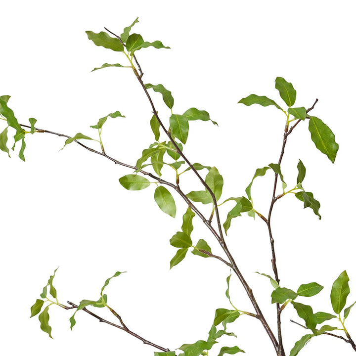 Pittosporum Branch