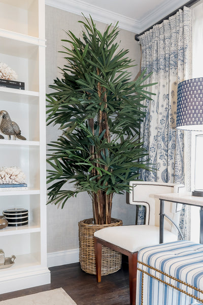 Arrangement - Raphis Palm Tree