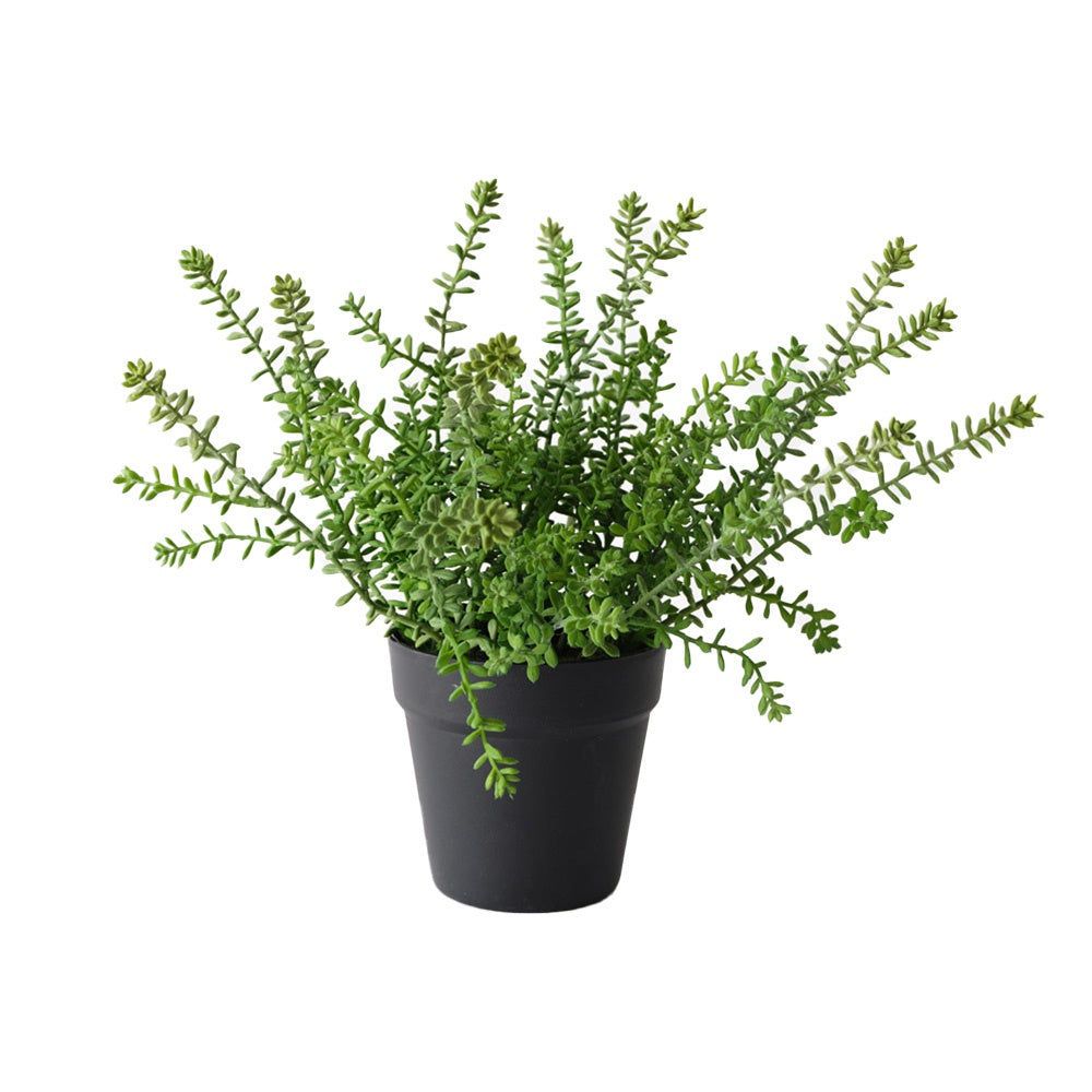 Sedum Plant