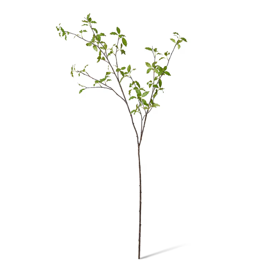 Pittosporum Branch