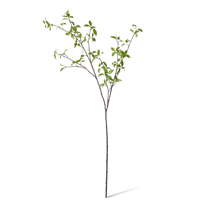 Pittosporum Branch