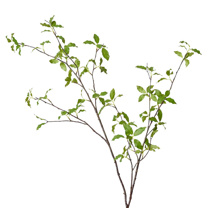 Pittosporum Branch