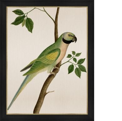 Perched Green Parrot - Highgate House Online - Art