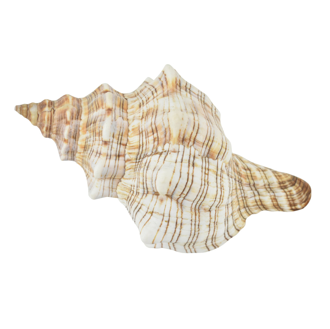 Shell - Trapezium - Highgate House Online - Accessories