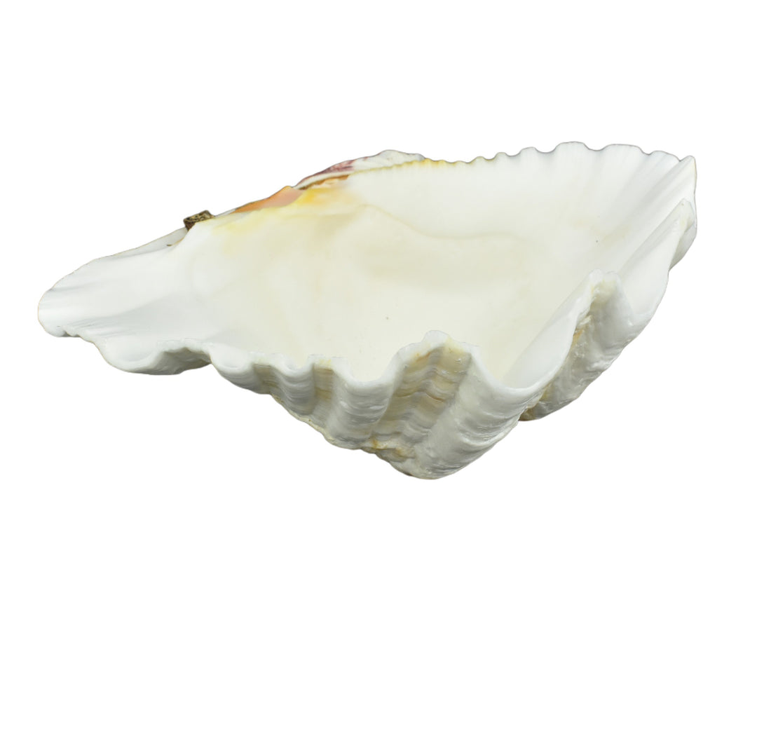 Hippopus Clam Half