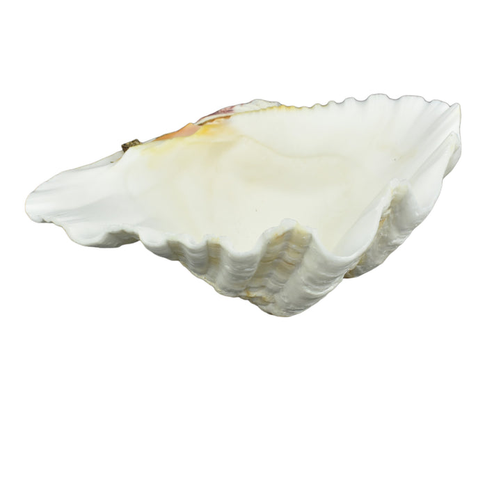 Hippopus Clam Half