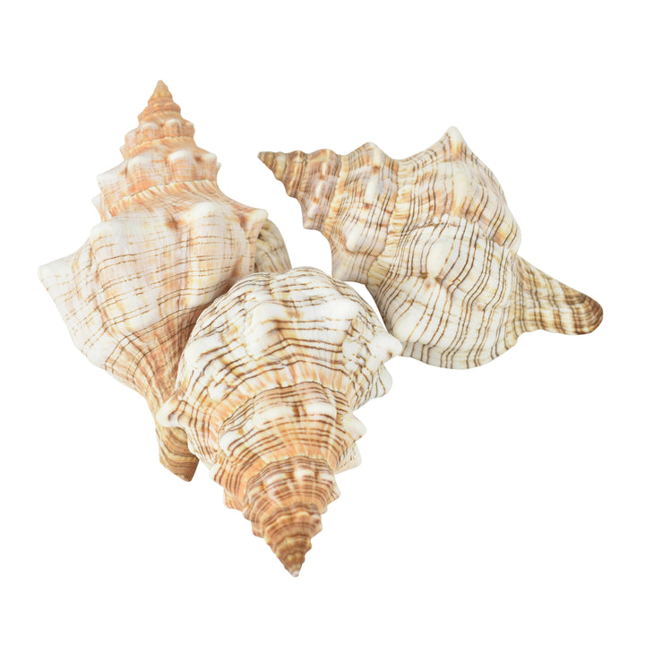 Shell - Trapezium - Highgate House Online - Accessories