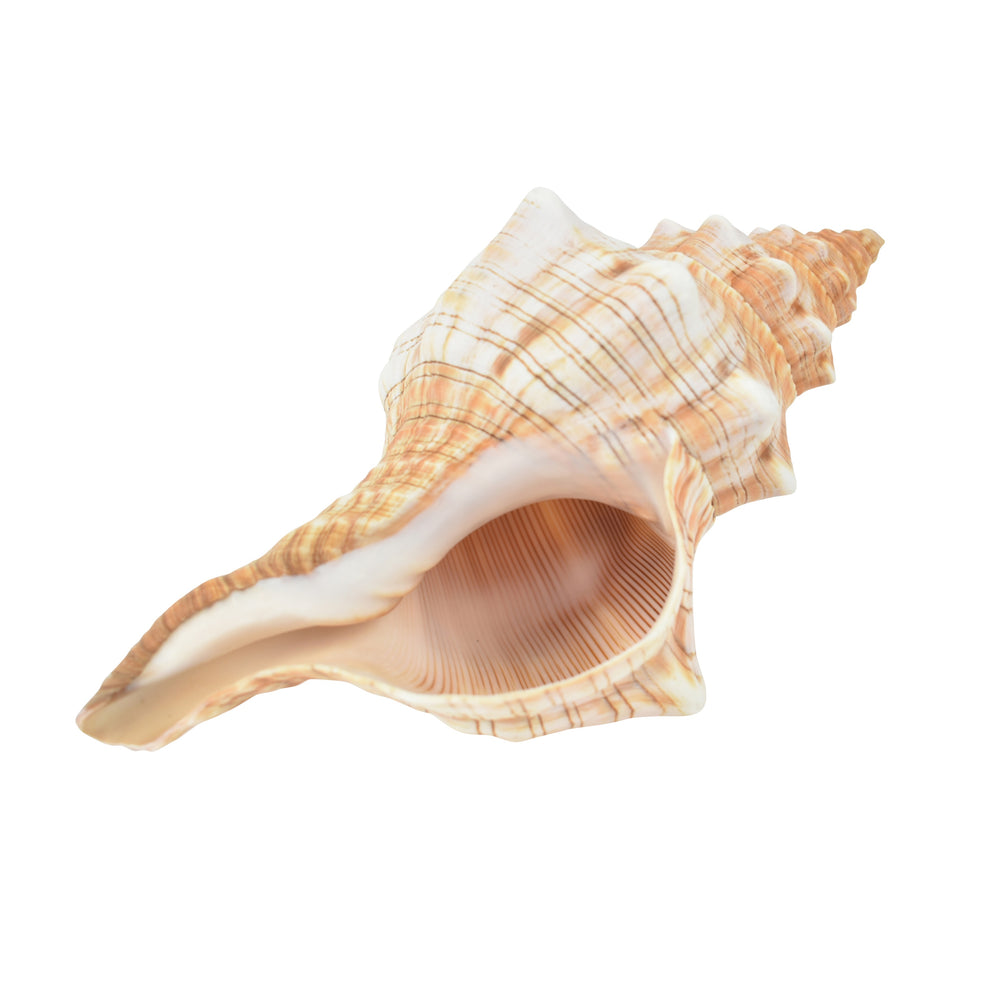Shell - Trapezium - Highgate House Online - Accessories