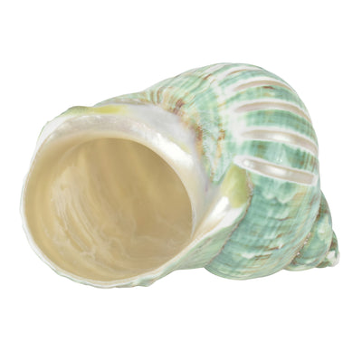 Shell - Imperialis - Highgate House Online - Accessories