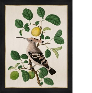 Bird in a Lemon Tree - Highgate House Online - Art